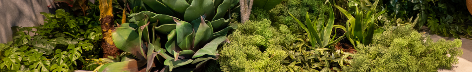 PLANTES