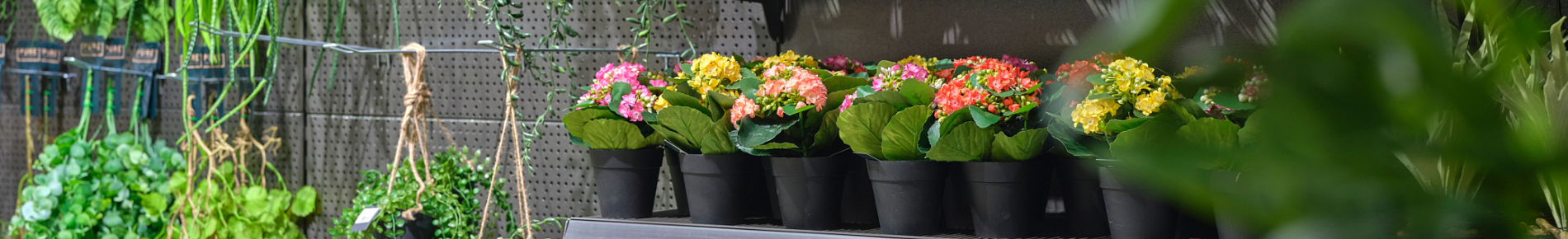 PLANTEN IN POT