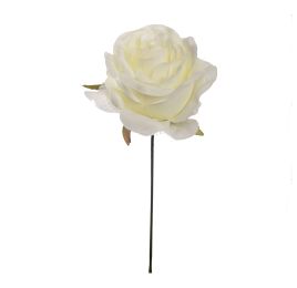 OPEN ROSE PICK CREAM