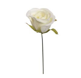 HALF-OPEN  ROSE CREAM
