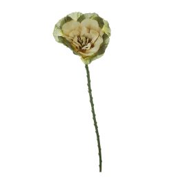 BRASSIA SPRAY 50CM GREEN