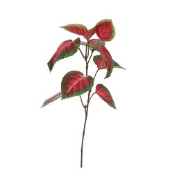 COLEUS PICK BURGUNDY 36CM GREEN