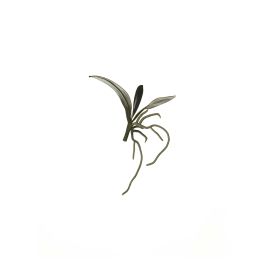 MINI ORCHID LEAVES W/ROOTS 13CM GREEN