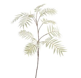 CHAMAEDOREA SPRAY X10 115CM GREY