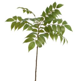 ELDERBERRY CLOUD 76CM GREEN