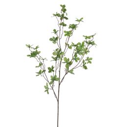 JAPANESE ENKANTHUS 120CM GREEN
