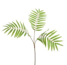 CHAMAEDOREA SPRAY 55CM GREEN