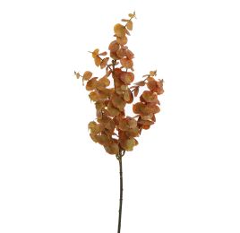 EUCALYPTUS 55CM BROWN
