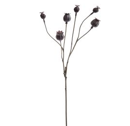 POPPY FRUIT X6 65CM BROWN