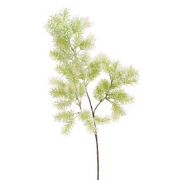 ASPARAGUS 73CM WHITE