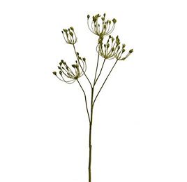 QUEEN ANN LACE SEED SPRAY 82CM GREEN