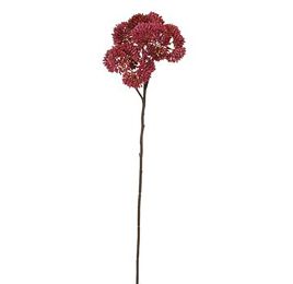 WILD SEDUM 45CM BURGUNDY