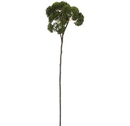 WILD SEDUM 45CM GREEN