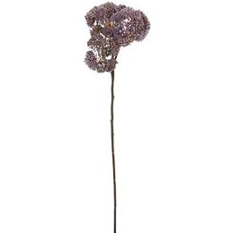 WILD SEDUM 45CM PURPLE