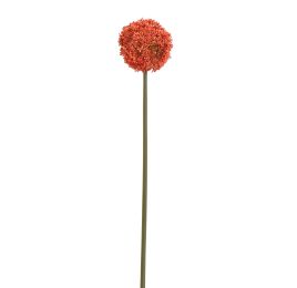 ALLIUM 75CM CORAL