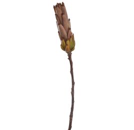 PROTEA 53CM BROWN