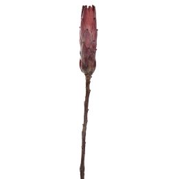 PROTEA 53CM BURGUNDY