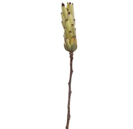 PROTEA 53CM GREEN