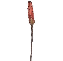 PROTEA 53CM ORANGE