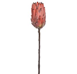 PROTEA 52CM ORANGE