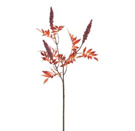 RHUS TYPINA BERRY 100CM BEAUTY