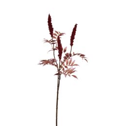 RHUS TYPINA BERRY 100CM RED