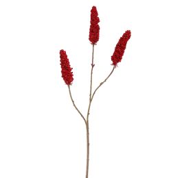 RHUS TYPHINA BERRY 100CM RED