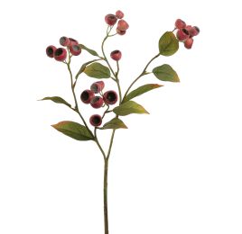 MEDLAR 66CM BEAUTY