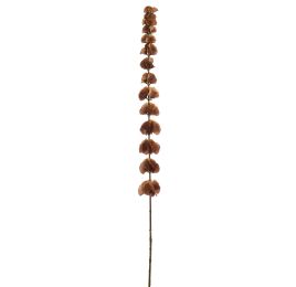 LARGE MOLUCELLIA 120 CM BROWN