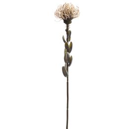 SMALL PROTEA 60CM VANILLE