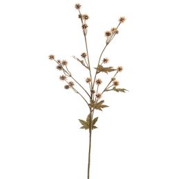 SANICULA SPRAY 70CM VANILLE