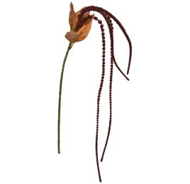 AMARANTHUS 60CM BROWN
