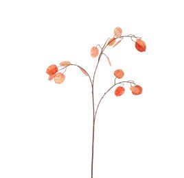 SILVER DOLLAR 80CM ORANGE