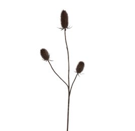 ECHINOPS BRANCH 99CM BROWN