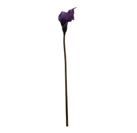 SMALL CALLA VIOLET