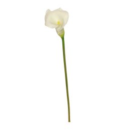 LARGE CALLA CREAM