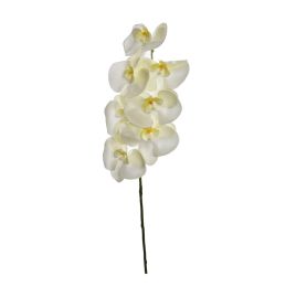 SINGLE ORCHID CREAM YELLOW