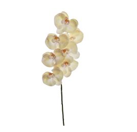 SINGLE ORCHID LIGHT GREEN