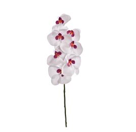SINGLE ORCHID WHITE LAVENDER