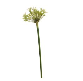 AGAPANTHUS 92CM GREEN