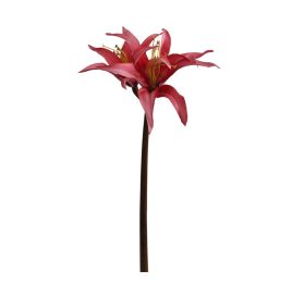 AMARILLUS 50CM BEAUTY