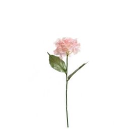 SINGLE HYDRANGEA PINK