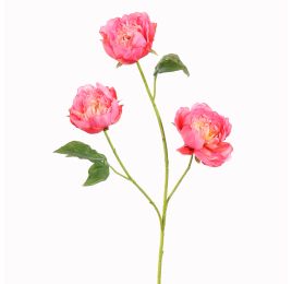 PEONY X 3 80CM BEAUTY