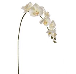 LARGE ORCHID CREAM