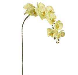 LARGE ORCHID GREEN