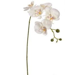 TROPICAL ORCHID 70CM CREAM
