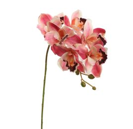 CYMBIDIUM 72CM BEAUTY