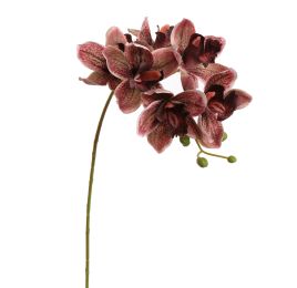 CYMBIDIUM 72CM BURGUNDY