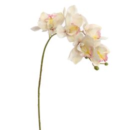 CYMBIDIUM 72CM CREAM