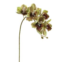 CYMBIDIUM 72CM GREEN